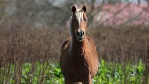 Horse : strong n fast