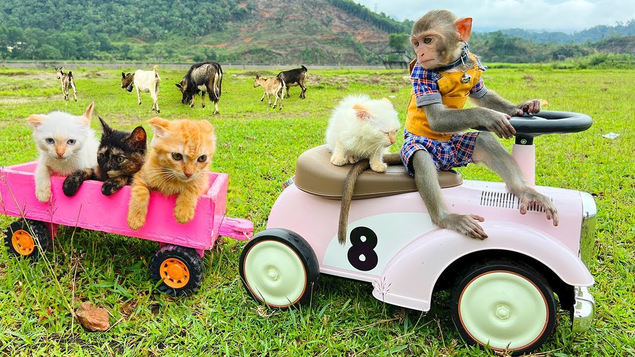 🐱🌪️ Bim Bim Rescues 3 Kittens from a Deadly Tornado! 🆘❤️