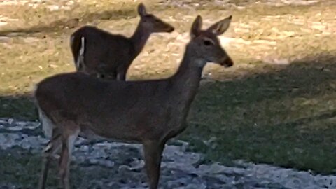 Deer telling Kitty " Get Gone"