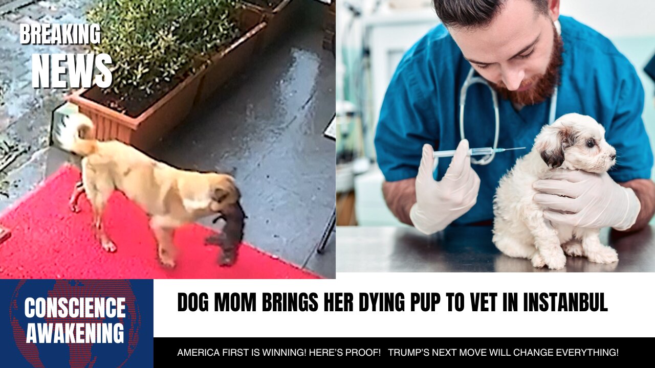 VIRAL: Dog Brings Her Dying Puppy To The Vet