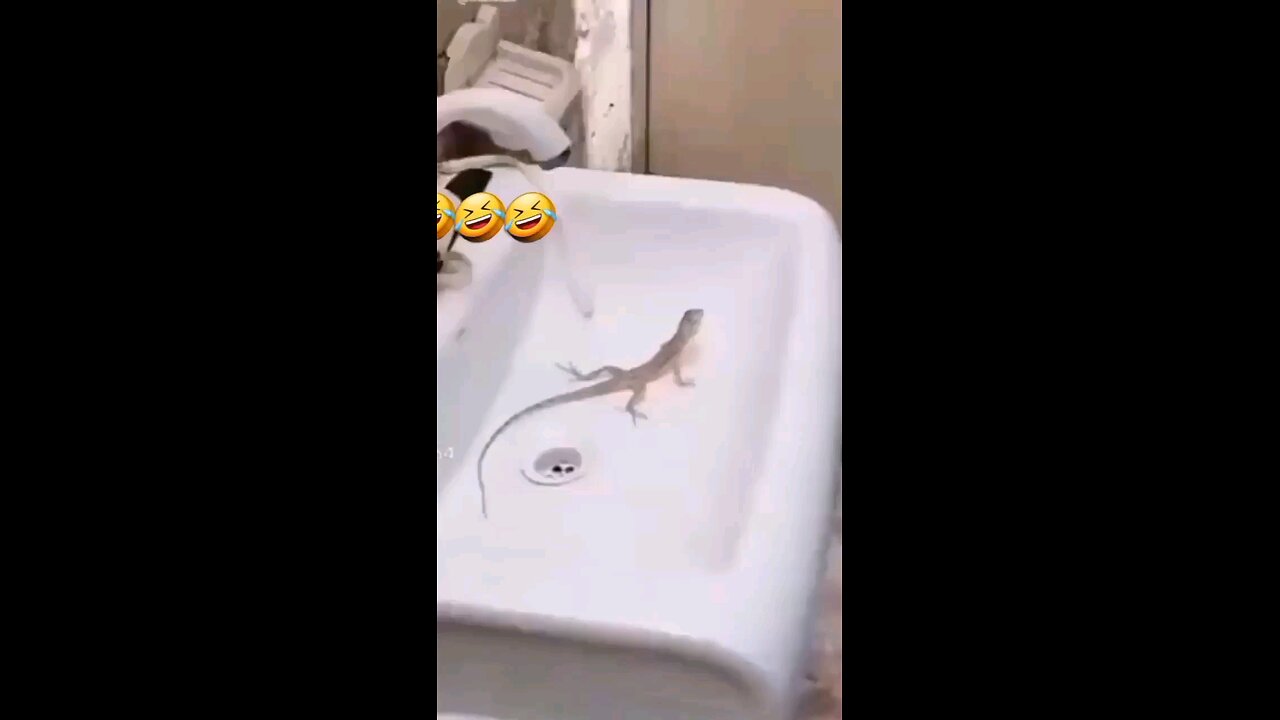 chhipkali🦎🦎