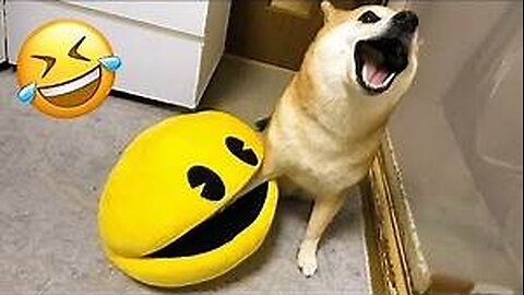 "Guaranteed Laughter! 🐾 The Funniest Animal Moments Ever"