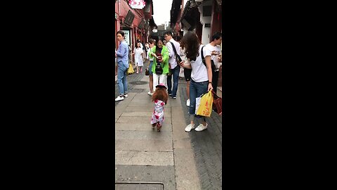 Cute pet Doudou walks among the crowd, it's really a beautiful scenery!