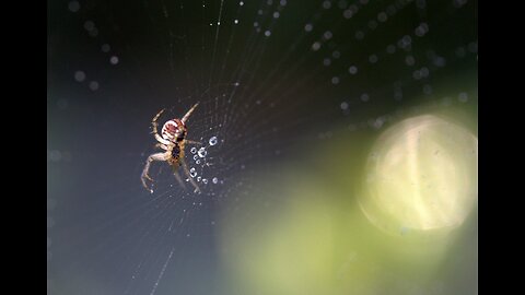 How Spiders Avoid Their Own Sticky Traps: The Science Behind Spider Webs!