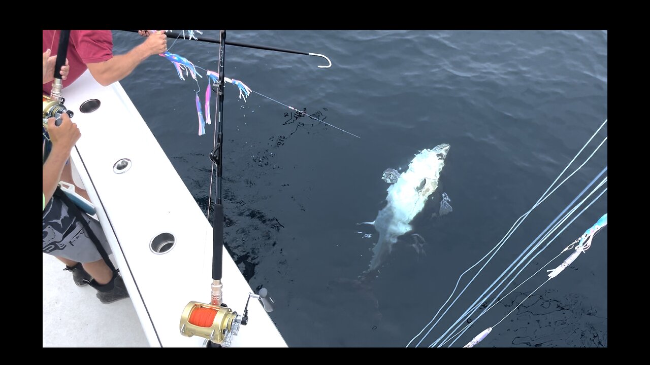 Our first Bluefin Tuna of the year! 2024