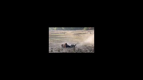 Tiger attack cow live video