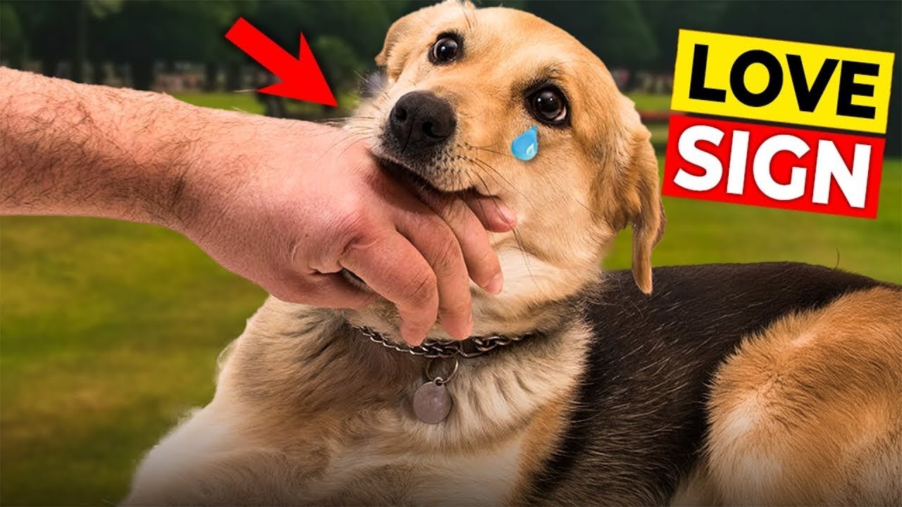 11 Signs that Your Dog is Crazy About You