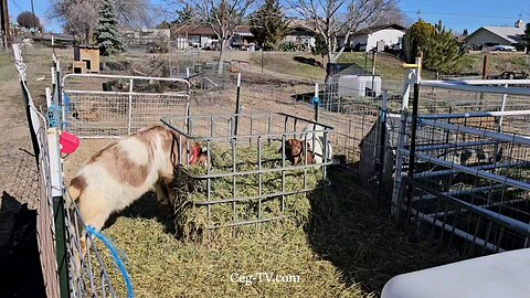 Graham Family Farm: 11:00 AM March 5 2025