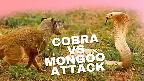 Cobra VS Mongoose dead Fight