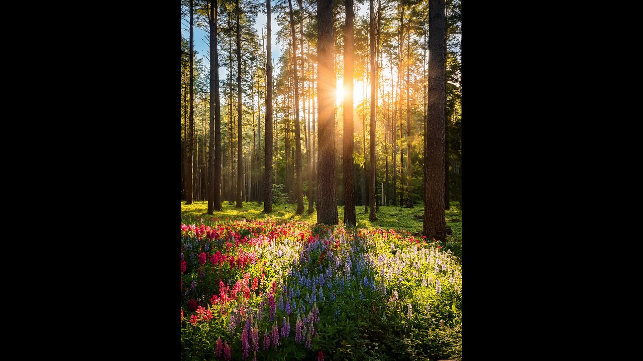 nature of the world travel with ray of light and human dignity into music single new age esferadesign.com 2025