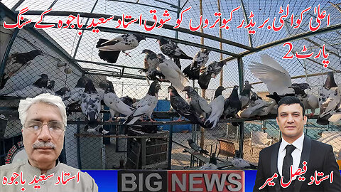 Township Champion Ustad Saeed Bajwa's Breeder Pigeons Watch In HD Urdu/Hindi