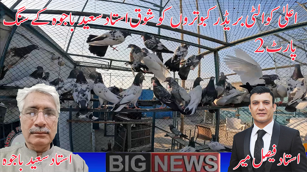 Township Champion Ustad Saeed Bajwa's Breeder Pigeons Watch In HD Urdu/Hindi