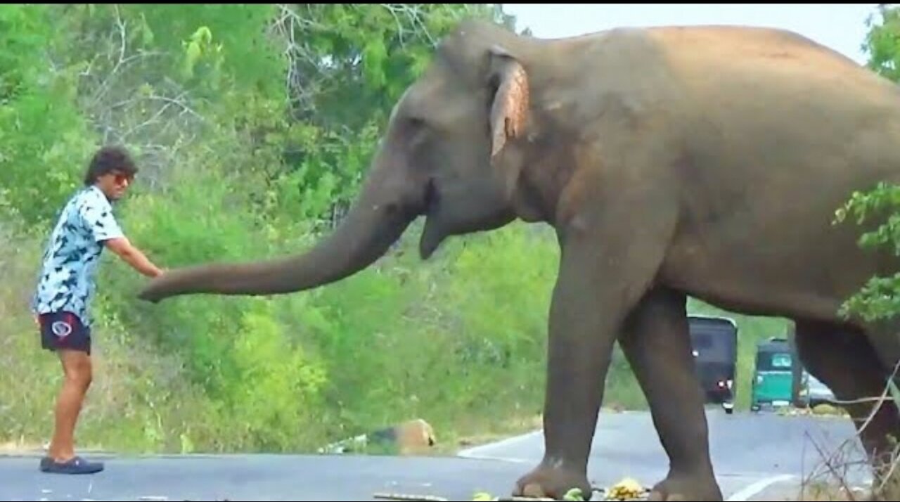 Feeding Wild Elephants at High Risk 😱😱😱