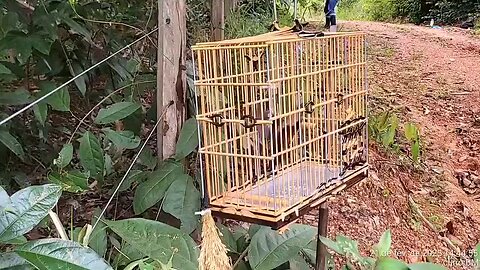 curio brasil