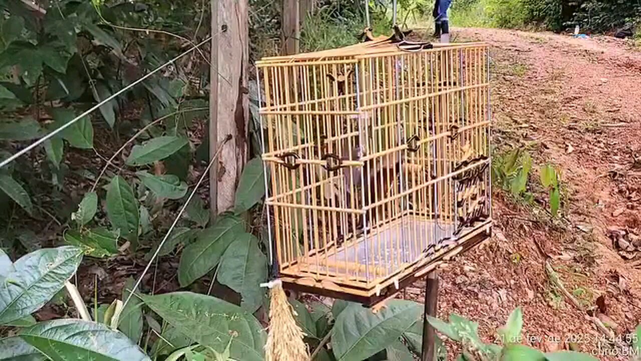 curio brasil