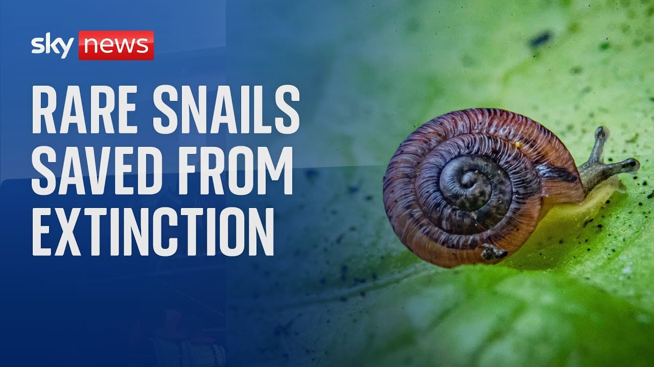 Tiny snails brought back from the brink