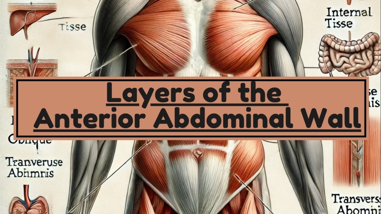 Layers of the Anterior Abdominal Wall | Anatomy Made Easy | Novice Medic