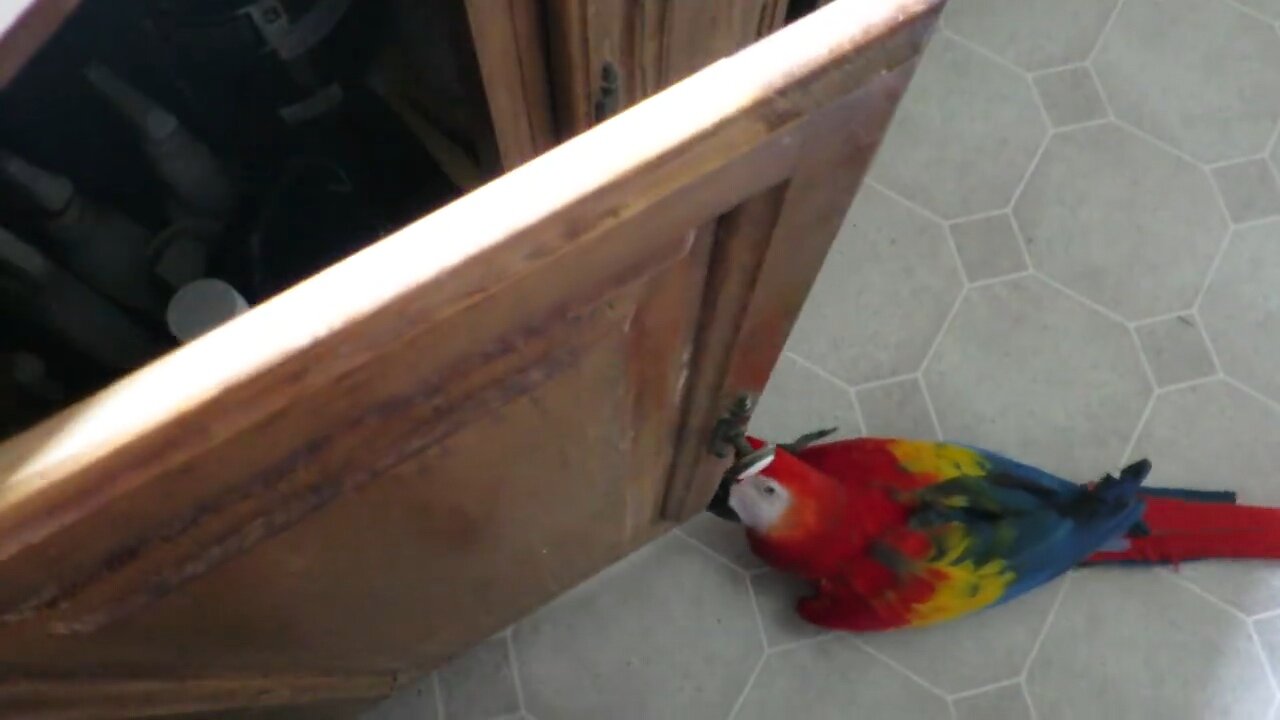RELENTLESS BIRD - WON'T STOP TRYING TO GET INTO CABINET WHILE GIRL TRIES TO MAKE LUNCH