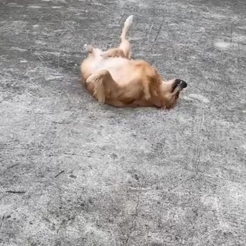 Adorable Puppies and Their Innocence