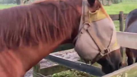 Saying good morning to the boys before breakfast. #stayoptimistic #equestrianlife #horses