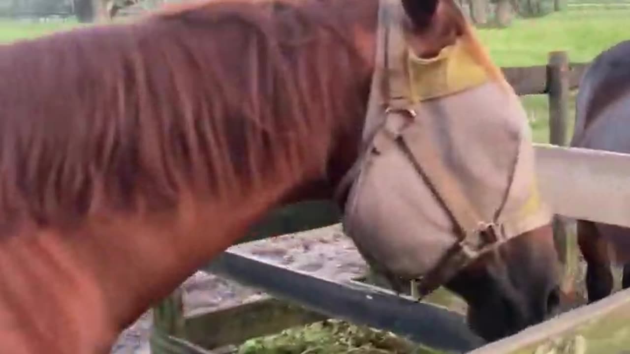 Saying good morning to the boys before breakfast. #stayoptimistic #equestrianlife #horses