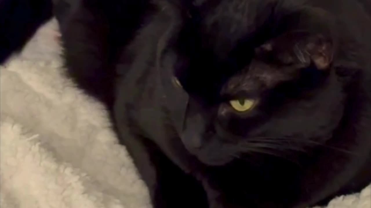 Cute Precious Piper Enjoys Her Fluffy Blanket - Adopting a Cat from a Shelter Vlog #shorts