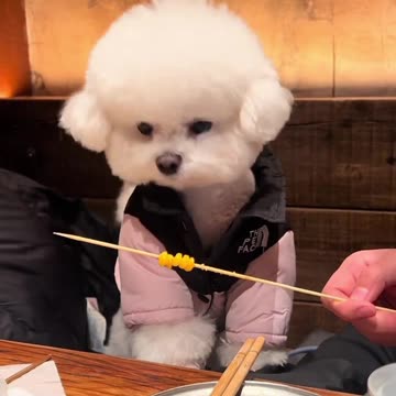 Dog's First Time Eating Grilled Corn