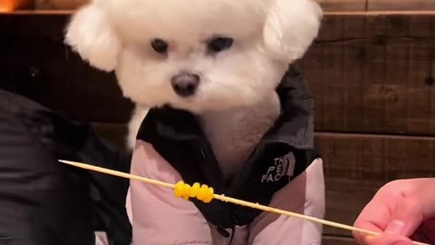 Dog's First Time Eating Grilled Corn