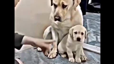 If only we loved the way dogs love