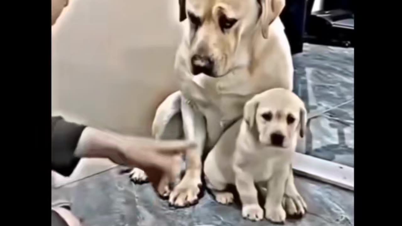 If only we loved the way dogs love