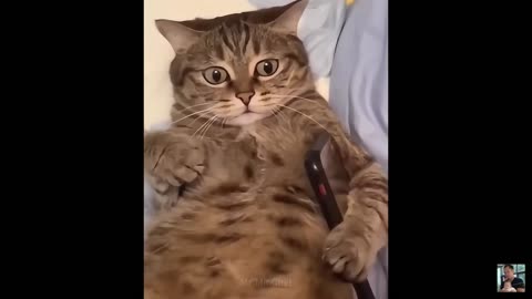 2025 Funniest Cats and Dogs Memes Try Not to Laugh Challenge