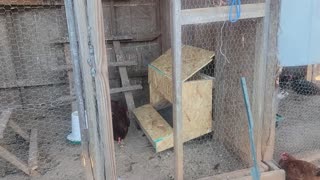 How to build a Roll Away Nesting box, cheap.