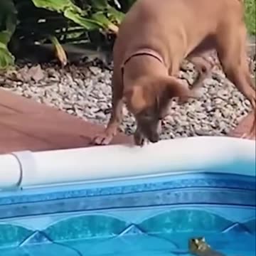 Funniest Animal Videos 😂 | Cute & Hilarious Pets Compilation!