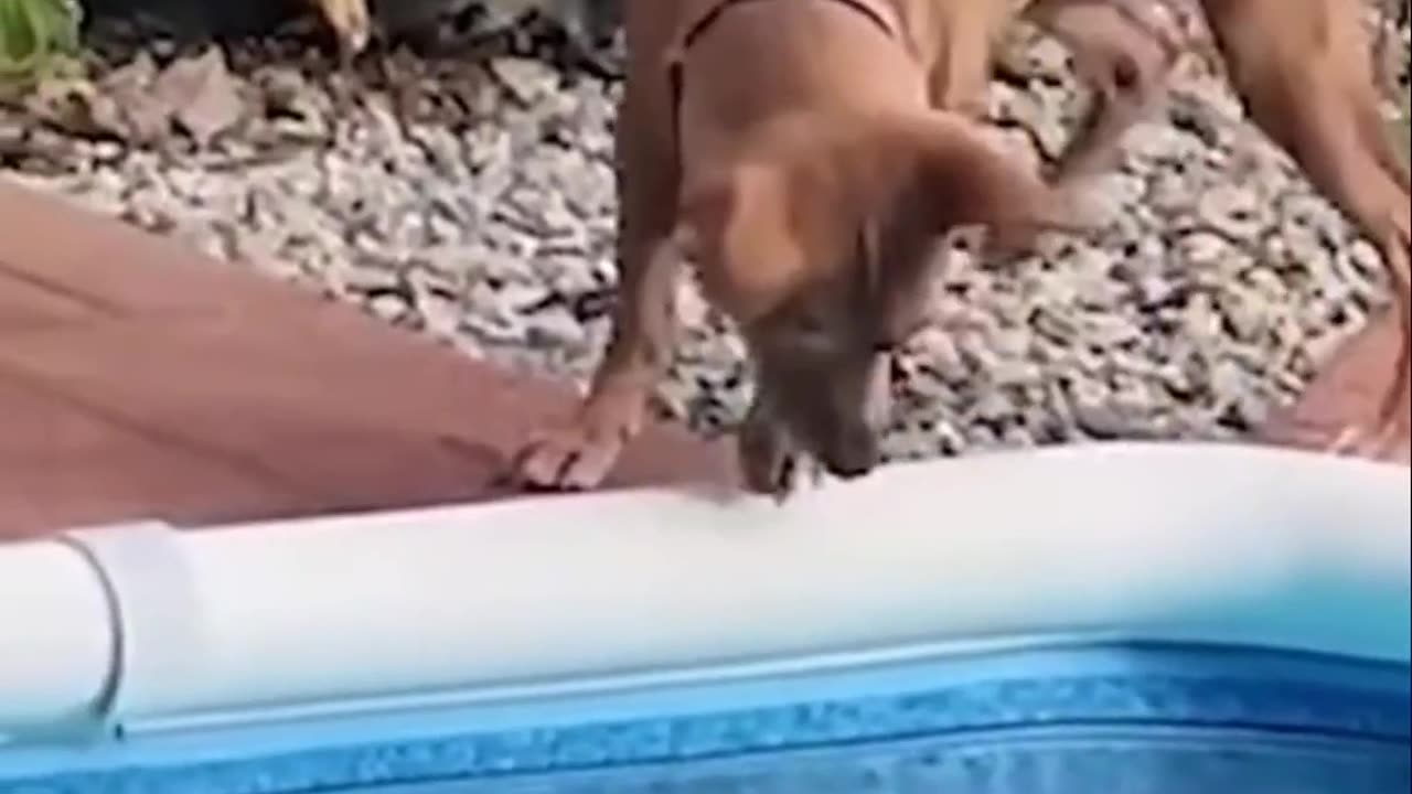 Funniest Animal Videos 😂 | Cute & Hilarious Pets Compilation!