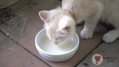 "Cute Kitten Sips Milk - Heartwarming