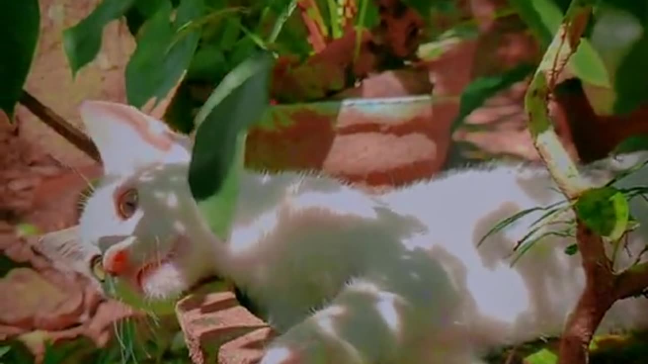 Cute Kitten