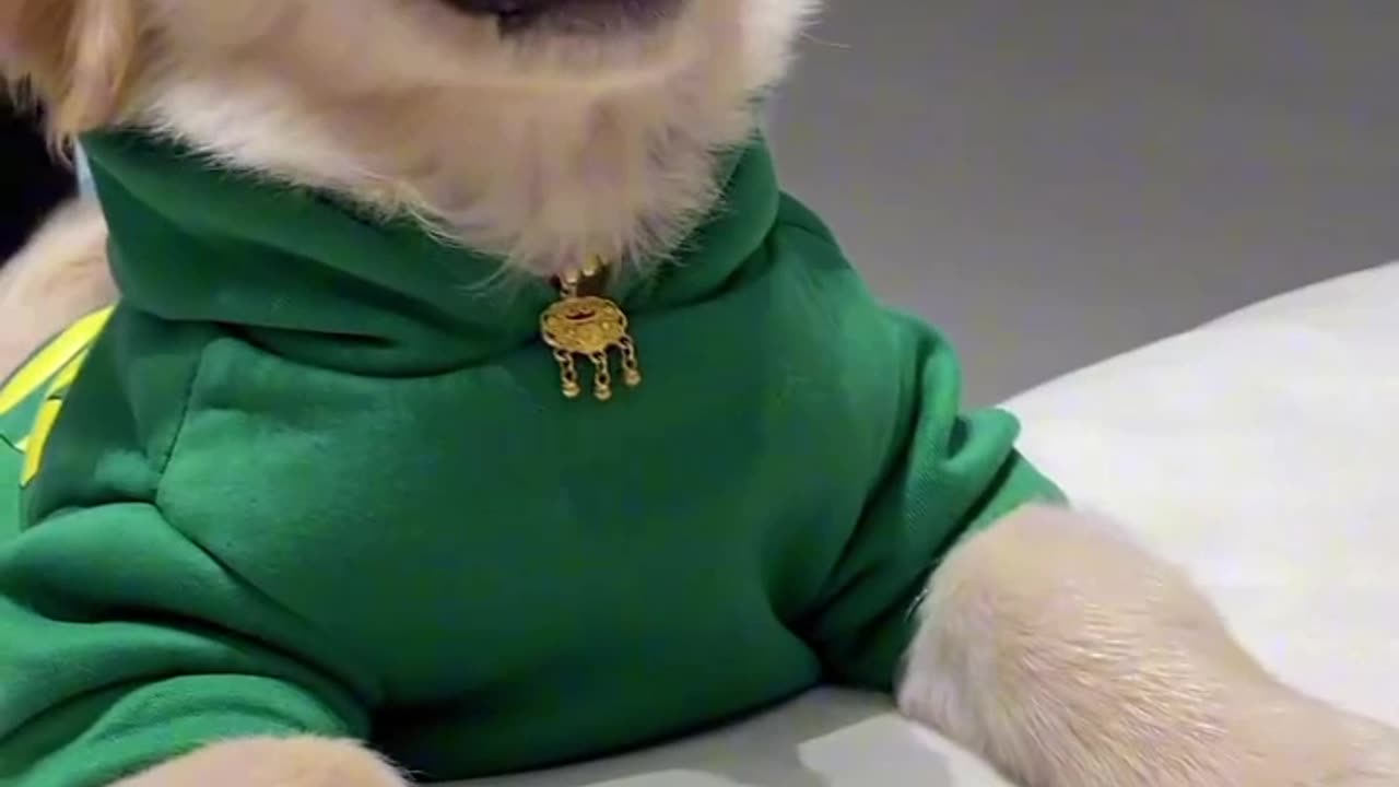 Adorably Mischievous Golden Retriever