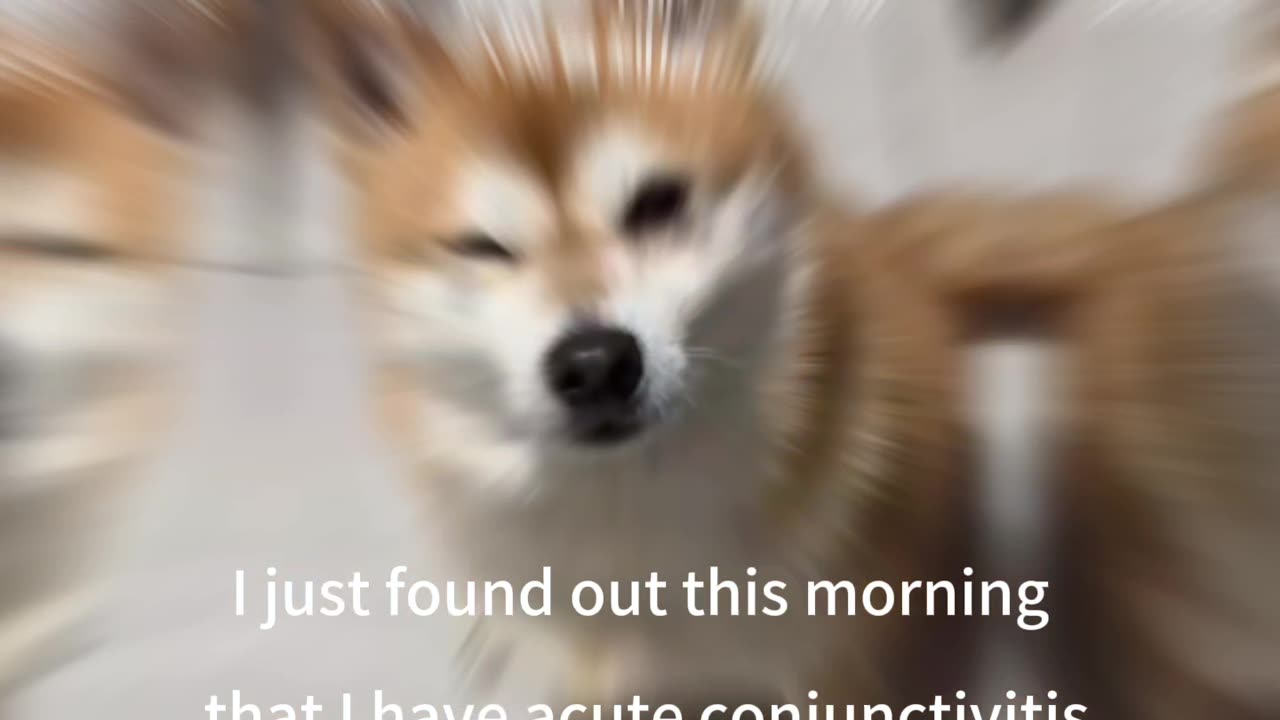 Is it cosplaying you now? The mysterious angles of pets.