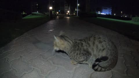 Homeless cat in Ras Al Khaimah UAE: RIHANNA & ED SHEERAN & JANET JACKSON #cat #cats #pet #pets #food