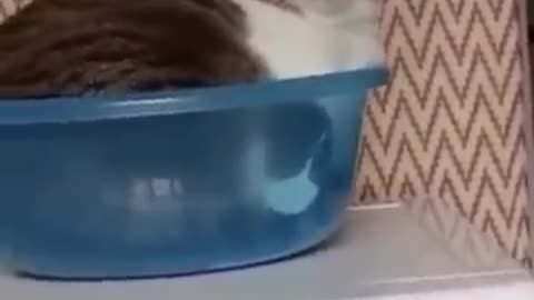 funny cats videos/