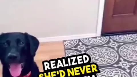 Dog realised peace