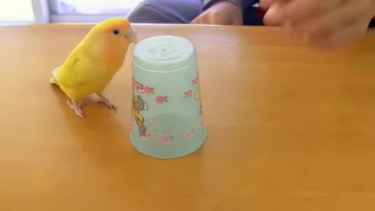 Parrot fanny moments video