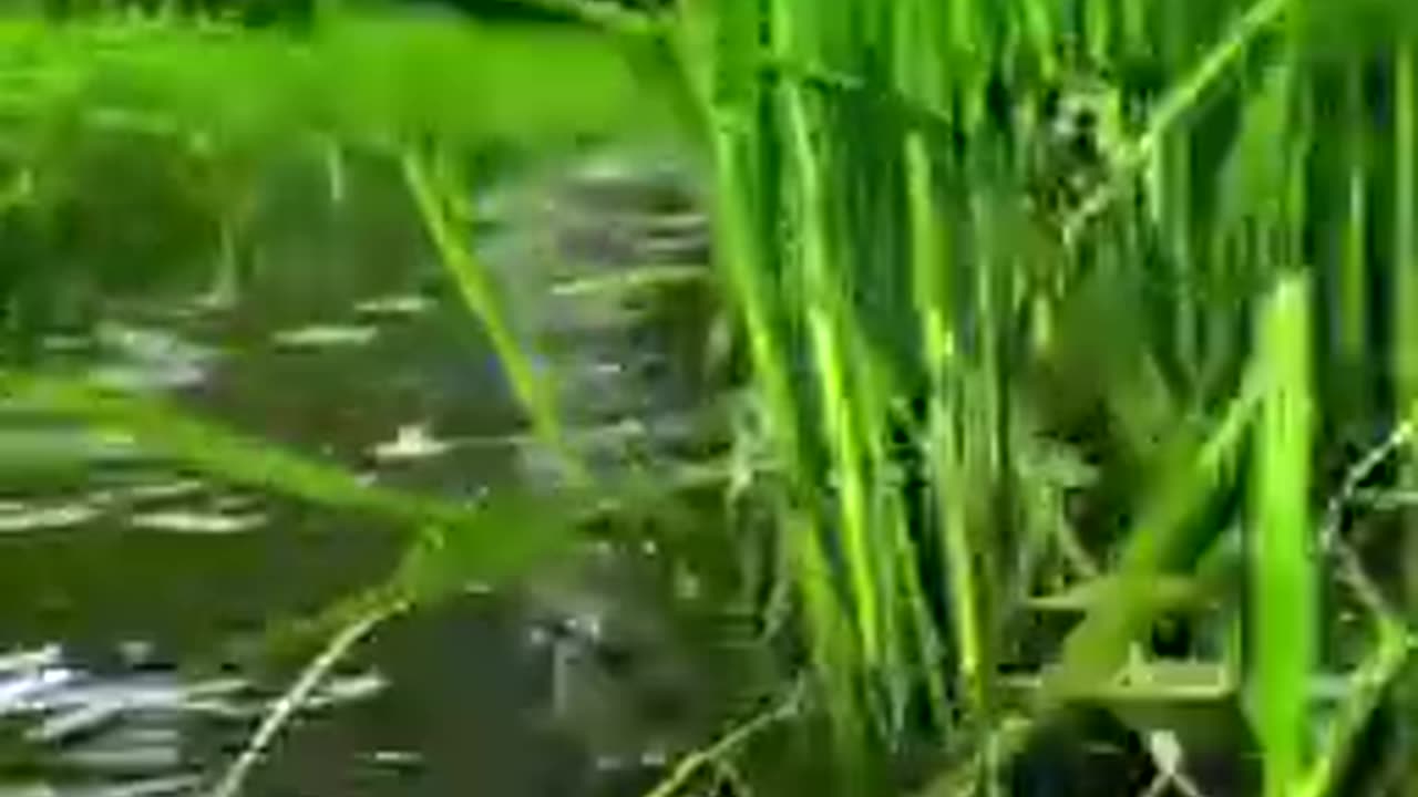 Nature's Wonders| "The Beauty of Paddy Fields and Rivers"🍃🌎🌹