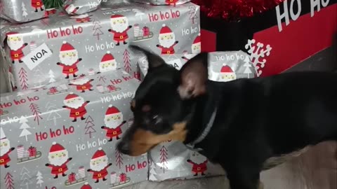 Puppy Wants To Open Presents Please