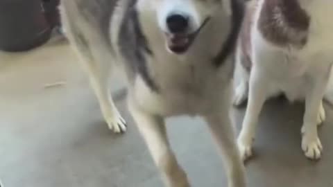 This Dancing Dog Will Make Your Day! 🐶💃 Funniest Dog Moves Ever 😂 #FunnyPets #ViralDogVideos