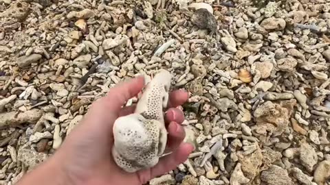 Woman Finds Odd Shell On Beach