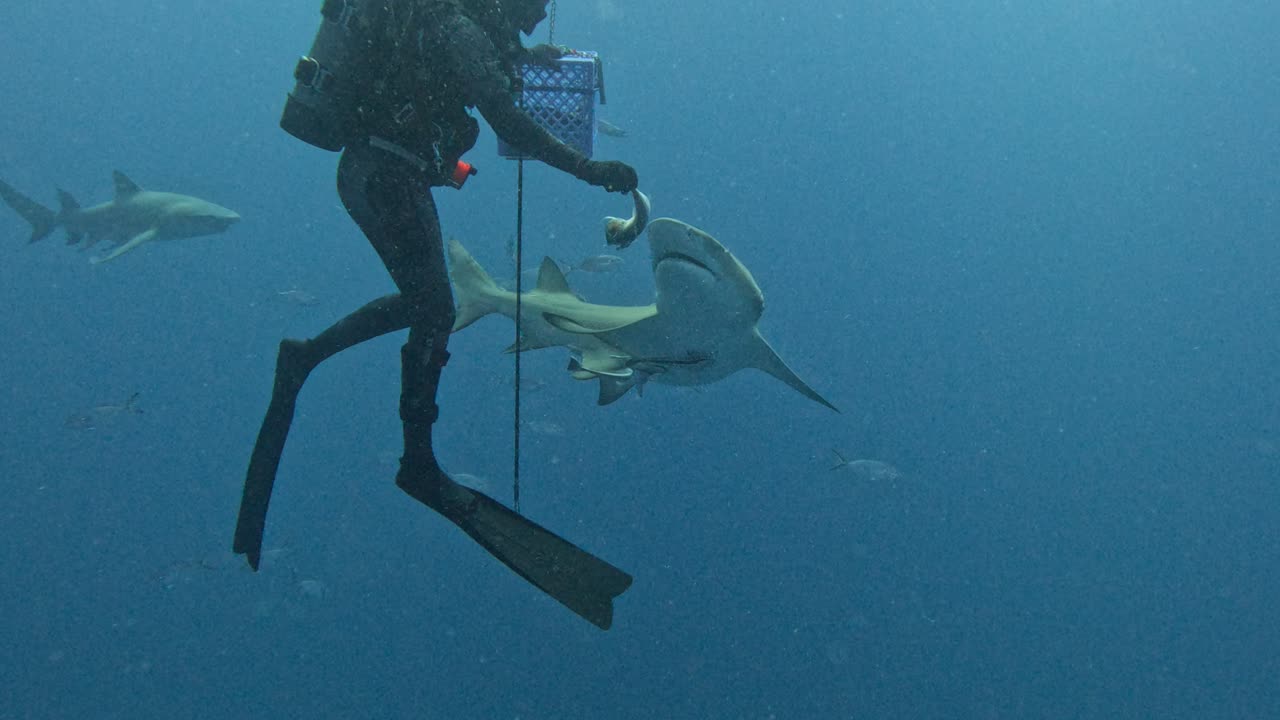 Lemon Shark Enjoys A Snack