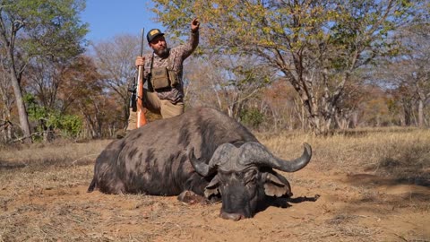 Cape Buffalo in Namibia | Buck Holly the Boss at C&H Precision running the LPVO on a .375 H&H Rifle