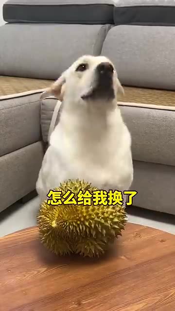 Smart Dog Says 'Don't Do It!' – You Won’t Believe This 😂😂😂