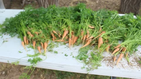 Carrot harvest 2017